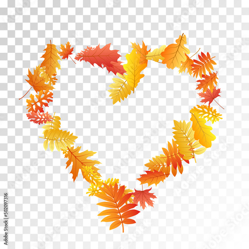 Oak, maple, wild ash rowan leaves vector, autumn foliage on transparent background.
