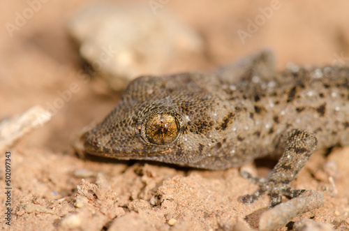 Gomero wall gecko Tarentola gomerensis. Vallehermoso. La Gomera. Canary Islands. Spain.
