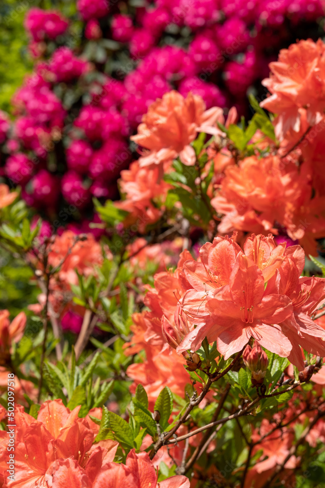 Stunning orange rhododendron flowers, photographed in spring at Temple Gardens, Langley Park near Slough, west London UK.
Stunning orange rhododendron flowers, photographed in spring at Temple Gardens, Langley Park near Slough, west London UK.