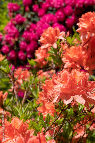 Stunning orange rhododendron flowers  photographed in spring at Temple Gardens  Langley Park near Slough  west London UK. 