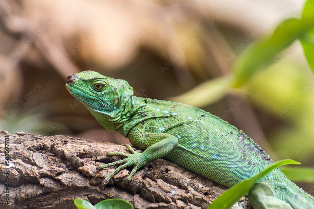 Fototapeta premium A picture of a lizard