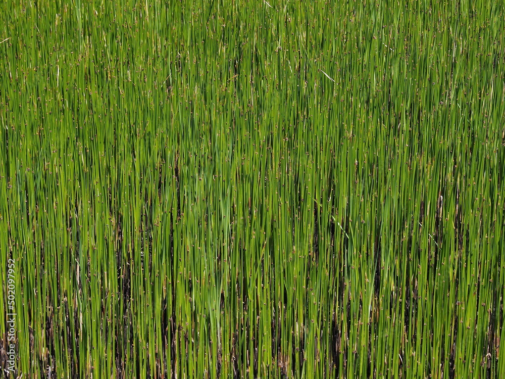 closeup of marshland grass closeup of marshland grass