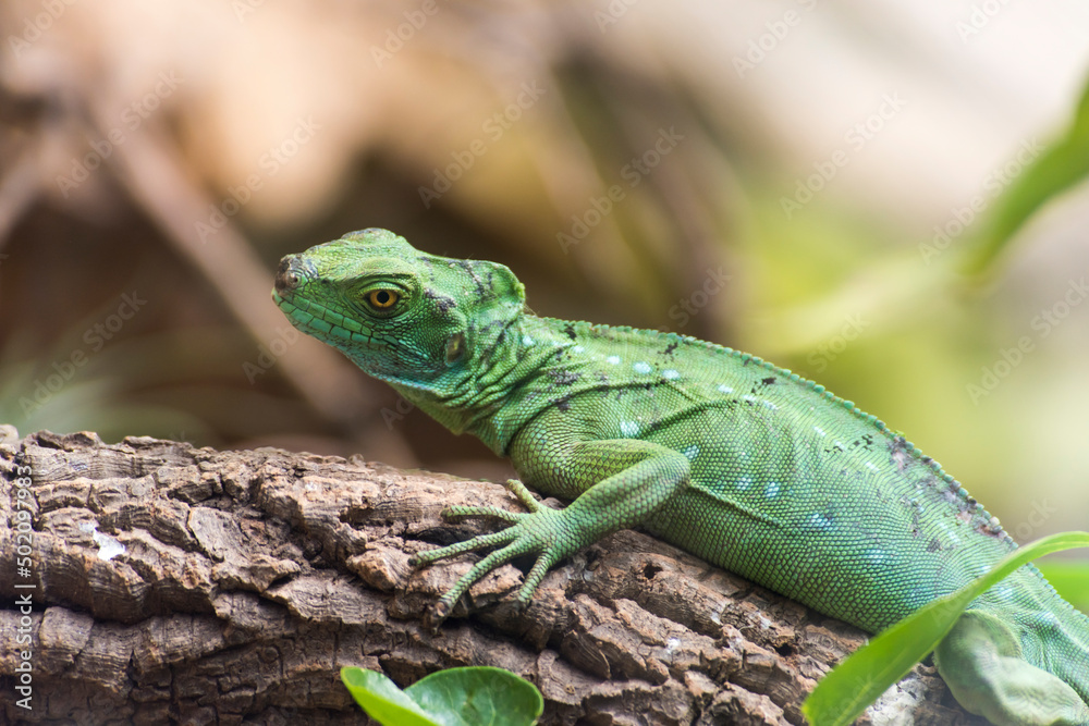 Fototapeta premium A picture of a lizard