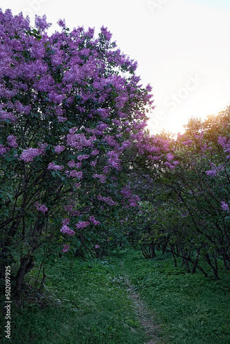 Blooming Purple lilac trees in spring garden. abstract green natural background. floral spring season concept. freshness aroma  harmony of nature