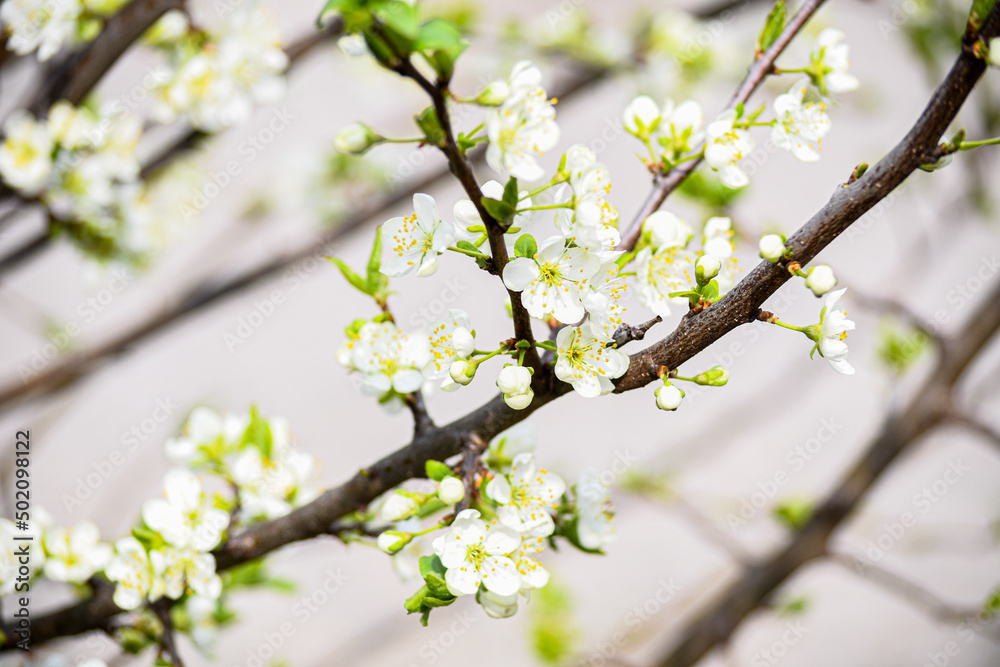 The cherry has blossomed. Beautiful spring cherry flowers in the garden. Gardening. The cherry has blossomed. Beautiful spring cherry flowers in the garden. Gardening.