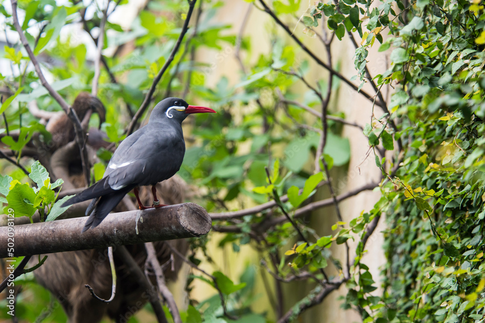A picture of an inca tern