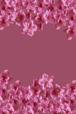 Pretty Bright Pink Flower Border Floral Content Text Space Bottom and Top Border