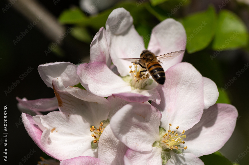 Abeille Européenne sur pommier
