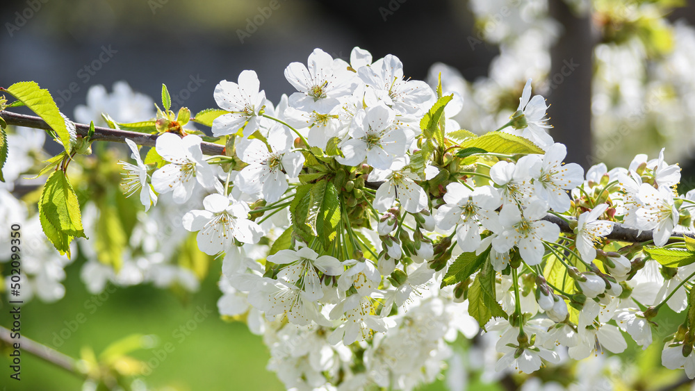 The cherry has blossomed. Beautiful spring cherry flowers in the garden. Gardening. The cherry has blossomed. Beautiful spring cherry flowers in the garden. Gardening.