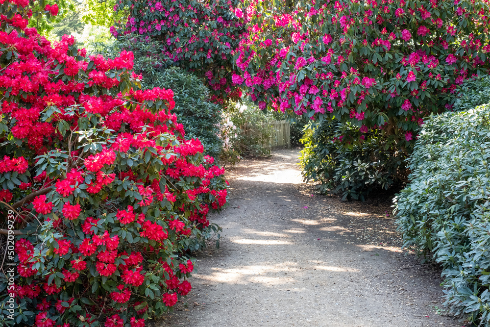 Tunnel of brightly coloured pink rhododendron flowers, photographed in late spring in Temple Gardens, Langley Park, Slough UK.