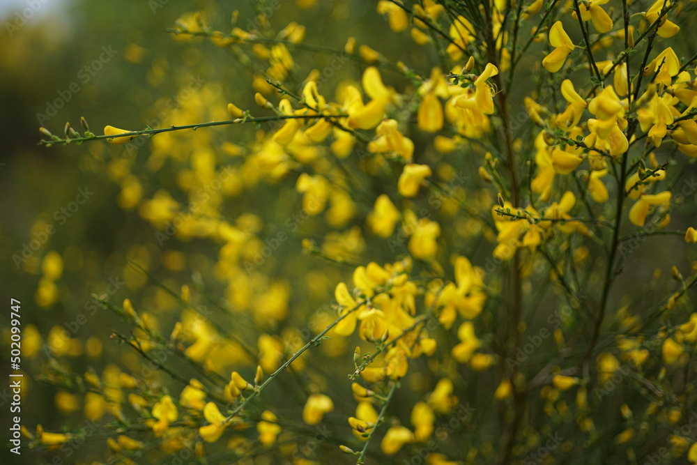 Ginster zur Blütezeit, Genister mit gelben Blüten