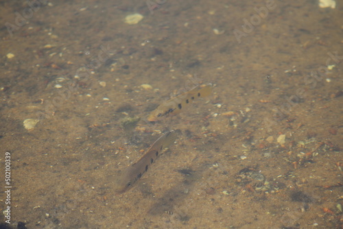 couple de tilapia dans la lagune ébrié (Bassam)