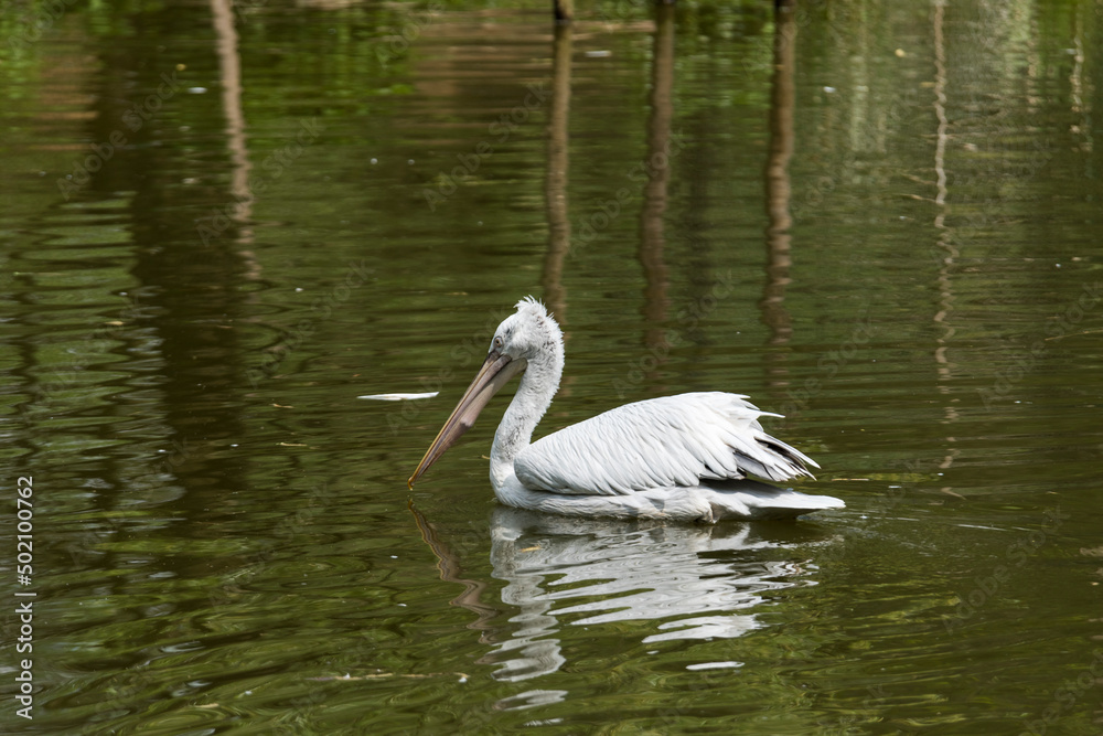 A picture of a pelican