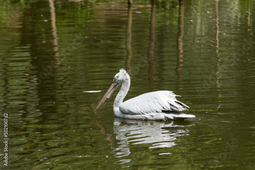 A picture of a pelican