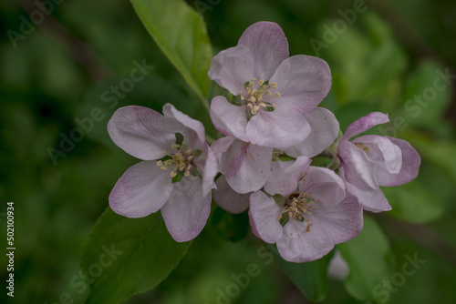 Apple blossom on apple tree. Close-up.