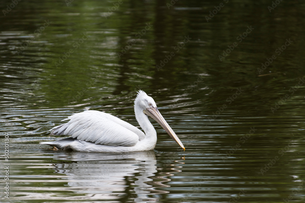 A picture of a pelican A picture of a pelican