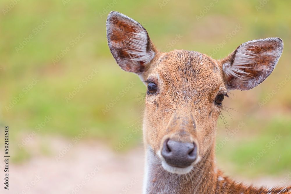 Deer Deer