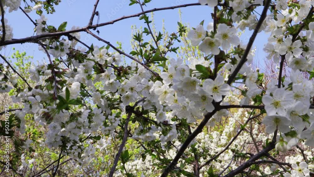 flowering branches of the cherry tree flowering branches of the cherry tree
