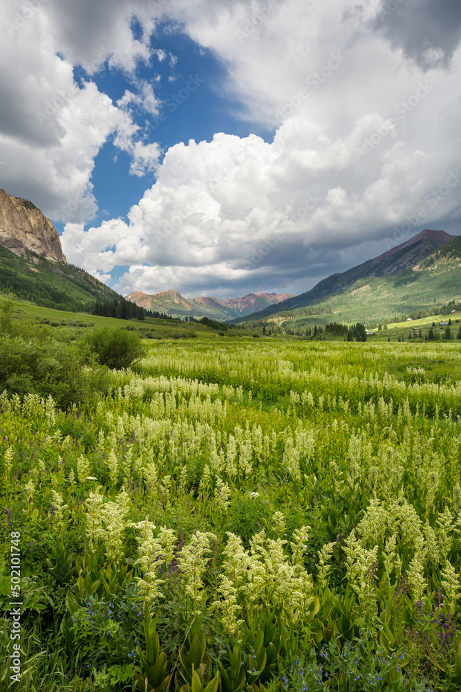 Mountains meadow