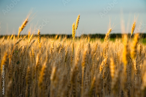 Photos Golden wheat field at sunrise early in the morning with beautiful horizon and blue sky in background, harvesting time in summer, yellow wheat ears and spikes on long stem at sunlight