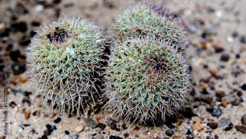 close up of a cactus