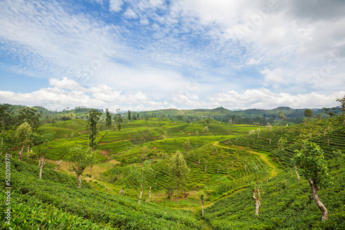 Tea plantation