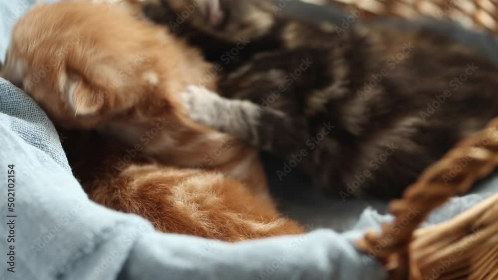 Lovely newborn kittens sleeping together in basket .Kittens with not fully open eyes, ginger and striped color. Lovely newborn kittens sleeping together in basket .Kittens with not fully open eyes, ginger and striped color.