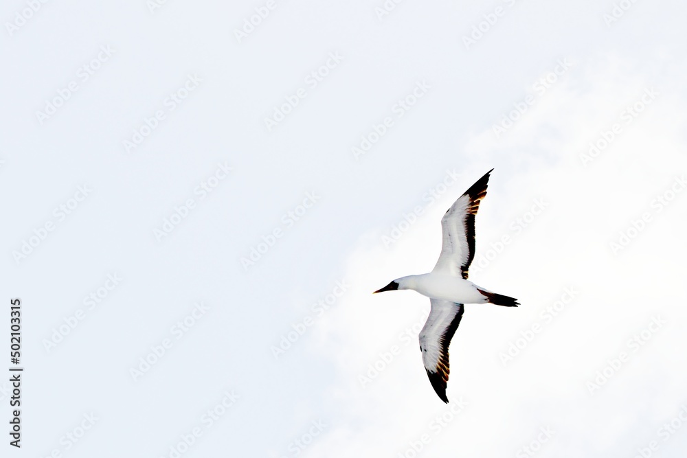 Obraz premium Nahaufnahme Sturmvogel im Flug