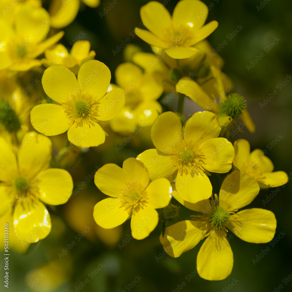 Flora of Gran Canaria - bright yellow flowers of Ranunculus cortusifolius, Canary buttercup natural macro floral background
Flora of Gran Canaria - bright yellow flowers of Ranunculus cortusifolius, Canary buttercup natural macro floral background