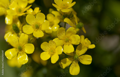 Flora of Gran Canaria - bright yellow flowers of Ranunculus cortusifolius, Canary buttercup natural macro floral background
 photo