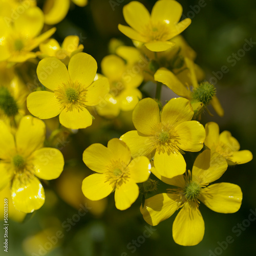 Flora of Gran Canaria - bright yellow flowers of Ranunculus cortusifolius, Canary buttercup natural macro floral background 