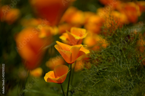 Flora of Gran Canaria -  Eschscholzia californica  the California poppy  introduced and invasive species natural macro floral background 
