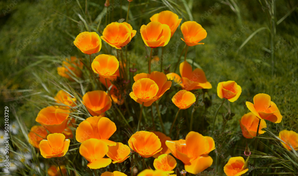 Obraz premium Flora of Gran Canaria - Eschscholzia californica, the California poppy, introduced and invasive species natural macro floral background