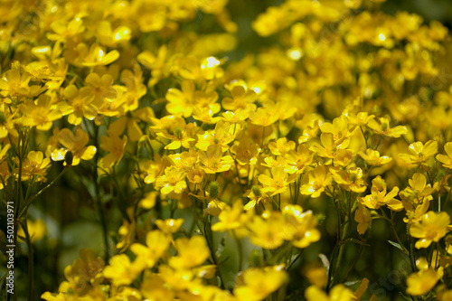 Flora of Gran Canaria - bright yellow flowers of Ranunculus cortusifolius, Canary buttercup natural macro floral background
 photo