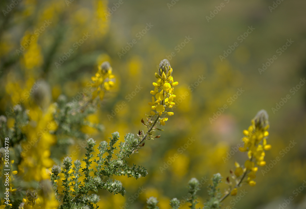 Obraz premium Flora of Gran Canaria - flowering Adenocarpus foliolosus, Canary Island flatpod natural macro floral background 