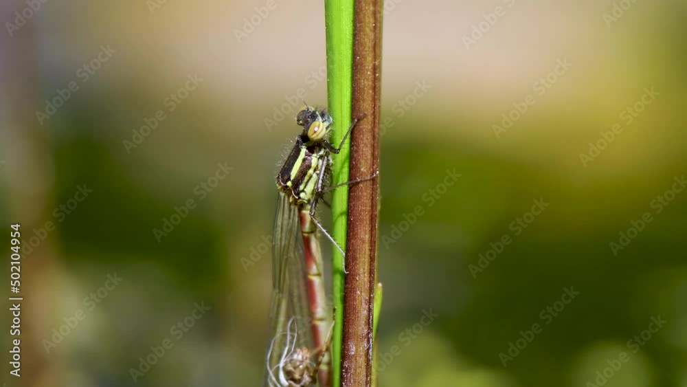 Large Red Damselfly Newly Emerged from a Larva Large Red Damselfly Newly Emerged from a Larva