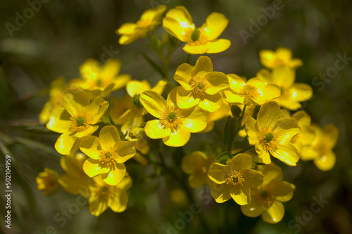 Flora of Gran Canaria - bright yellow flowers of Ranunculus cortusifolius, Canary buttercup natural macro floral background
 photo