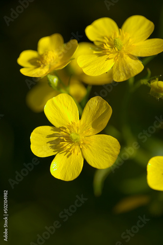 Flora of Gran Canaria - bright yellow flowers of Ranunculus cortusifolius, Canary buttercup natural macro floral background
