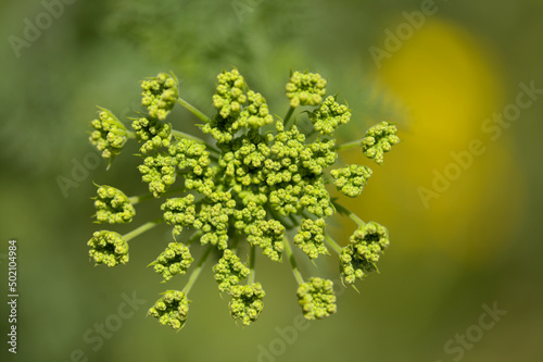 Flora of Gran Canaria - Todaroa montana, plant endemic to the Canary Islands, natural macro floral background 
