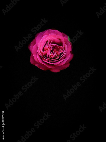 Close of. Beautiful full bloom red rose on black