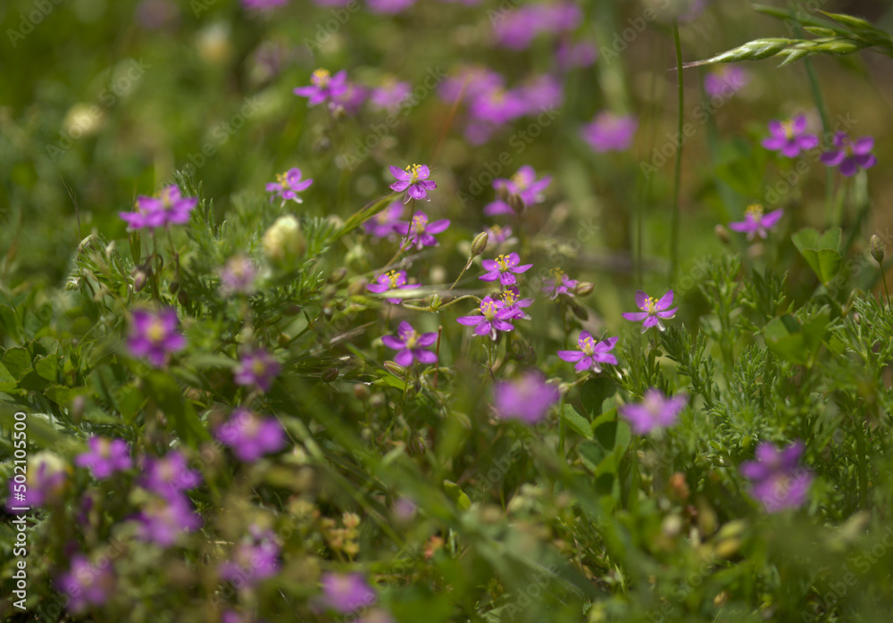 Flora of Gran Canaria - Spergularia fimbriata, fringed sandspurry, natural macro floral background
