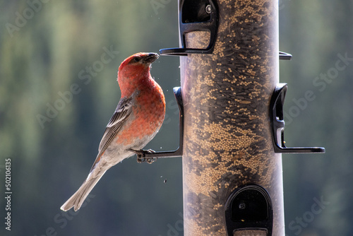 A male pine grosbeak perches on a bird feeder at State Forest State Park in the Rocky Mountains of Colorado