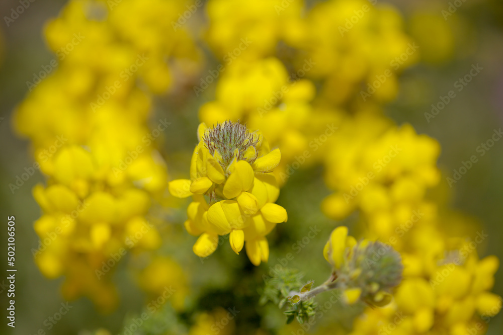 Flora of Gran Canaria - flowering Adenocarpus foliolosus, Canary Island flatpod natural macro floral background
Flora of Gran Canaria - flowering Adenocarpus foliolosus, Canary Island flatpod natural macro floral background