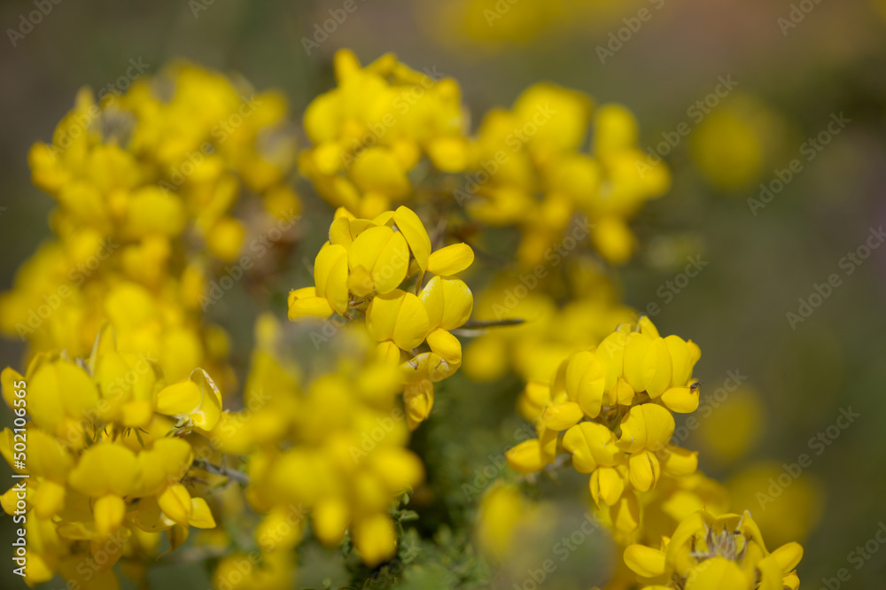Flora of Gran Canaria - flowering Adenocarpus foliolosus, Canary Island flatpod natural macro floral background
Flora of Gran Canaria - flowering Adenocarpus foliolosus, Canary Island flatpod natural macro floral background