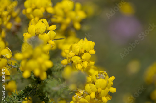 Flora of Gran Canaria - flowering Adenocarpus foliolosus, Canary Island flatpod natural macro floral background 