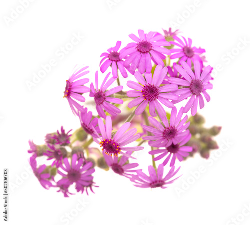 Flora of Gran Canaria - magenta flowers of Pericallis webbii  endemic to the island  natural macro floral background 