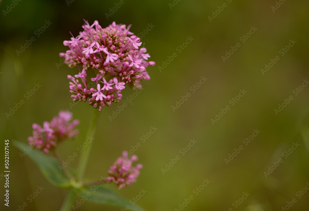 Flora of Gran Canaria - Centranthus ruber, red valerian, invasive in Canaries natural macro floral background
Flora of Gran Canaria - Centranthus ruber, red valerian, invasive in Canaries natural macro floral background