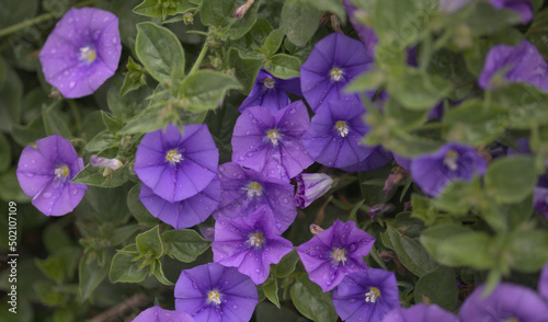 Convolvulus sabatius  blue rock bindweed  natural macro floral background