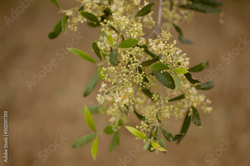 Flora of Gran Canaria -  flowering Olea cerasiformis, olive species endemic to Canary Islands photo