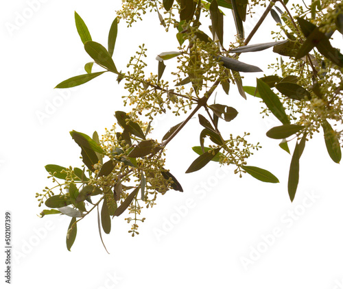 Flora of Gran Canaria -  flowering Olea cerasiformis, olive species endemic to Canary Islands photo